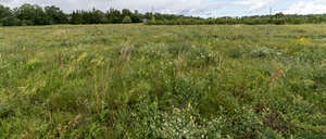 wild grass