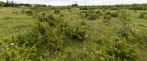 field with small trees and bushes