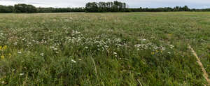 wild grass with blooming yarrow