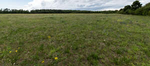 wild field of grass