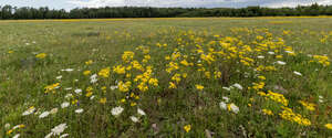 meadow with blooming st john wort