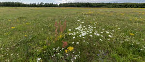 meadow with different wild flowers