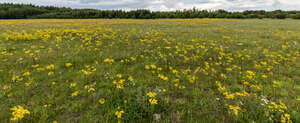 field of st john wort