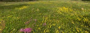 meadow of wild flowers blooming
