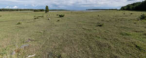 pasture by the shore