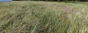 tall grass at the seaside