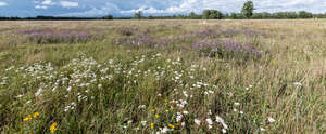 beautiful meadow with blooming flowers