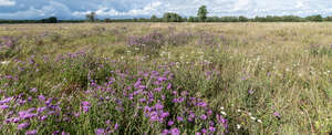 wild meadow with flowers