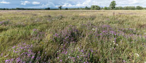 meadow with blooming purple thistle