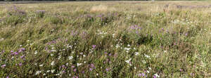 meadow with tall grass and flowers