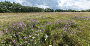 meadow in summer in sunlight