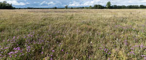 wild meadow in sunlight