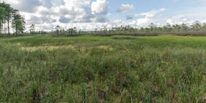 tall grass in bog