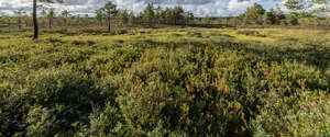 forest ground in a bog