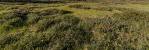 tall grass in wetland