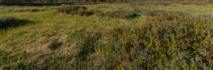 ground with heather in a bog