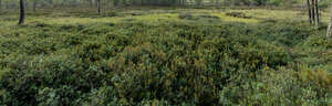 forest floor in a bog