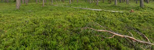 forest ground with some fallen trees