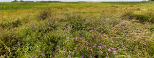 field of grass with purple flowers
