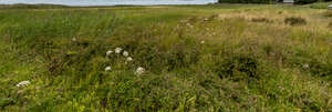 tall grass by the seaside