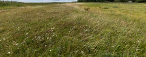 tall wild grass by the seaside
