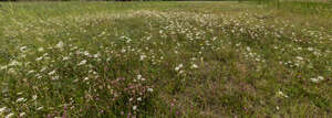 tall grass with lot of yarrow