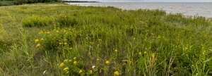 tall grass with yellow yarrow by the shore