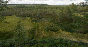 aerial view of a bog forest