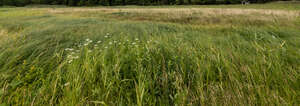 tall grass on sandy ground
