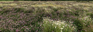 large field of blooming clover and daisies