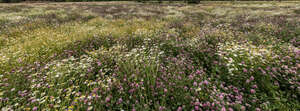 field of blooming flowers