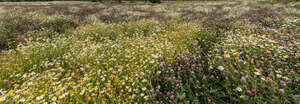 blooming clover and daisies in sunlight