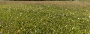 wild meadow with wild flowers