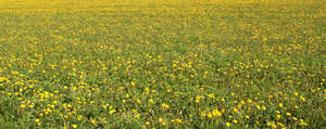 blooming dandelions
