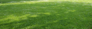 lawn in spring with shadows