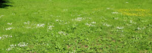 lawn with blooming clover