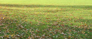 lawn with fallen leaves