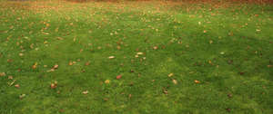 lawn with autumn leaves