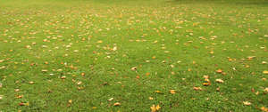 lawn with some fallen leaves