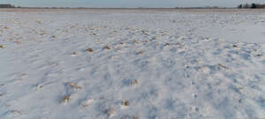 vast grassland in winter with snow