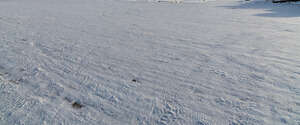 snowy field in winter sun