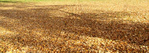 ground covered with leaves