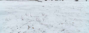 field of snow with some dry grass