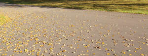 fallen leaves on asphalt in sunlight