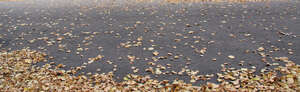 asphalt with fallen leaves