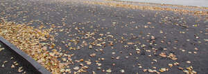 road in autumn with tree leaves