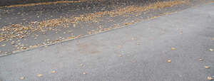 asphalt road with fallen leaves