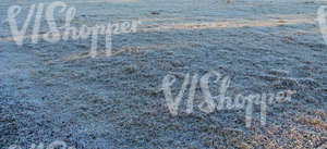 frost covered field of grass
