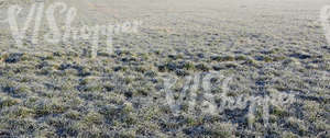 frost covered grassland