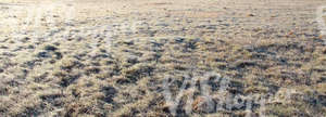 frost covered field of grass